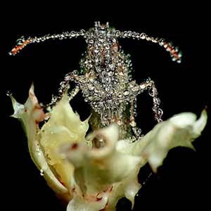 The album art for Gang Gang Dance's Eye Contact